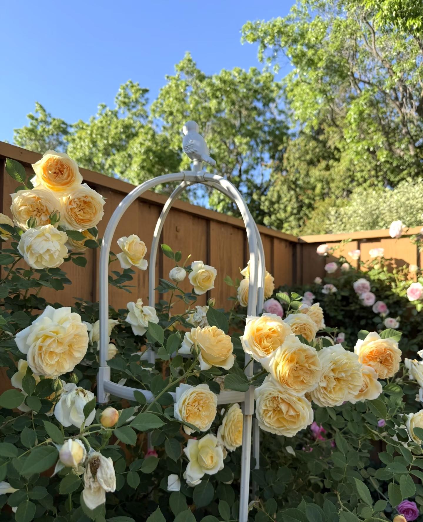 200 Rare Golden Yellow Rose Seeds | Perennial Garden Flower