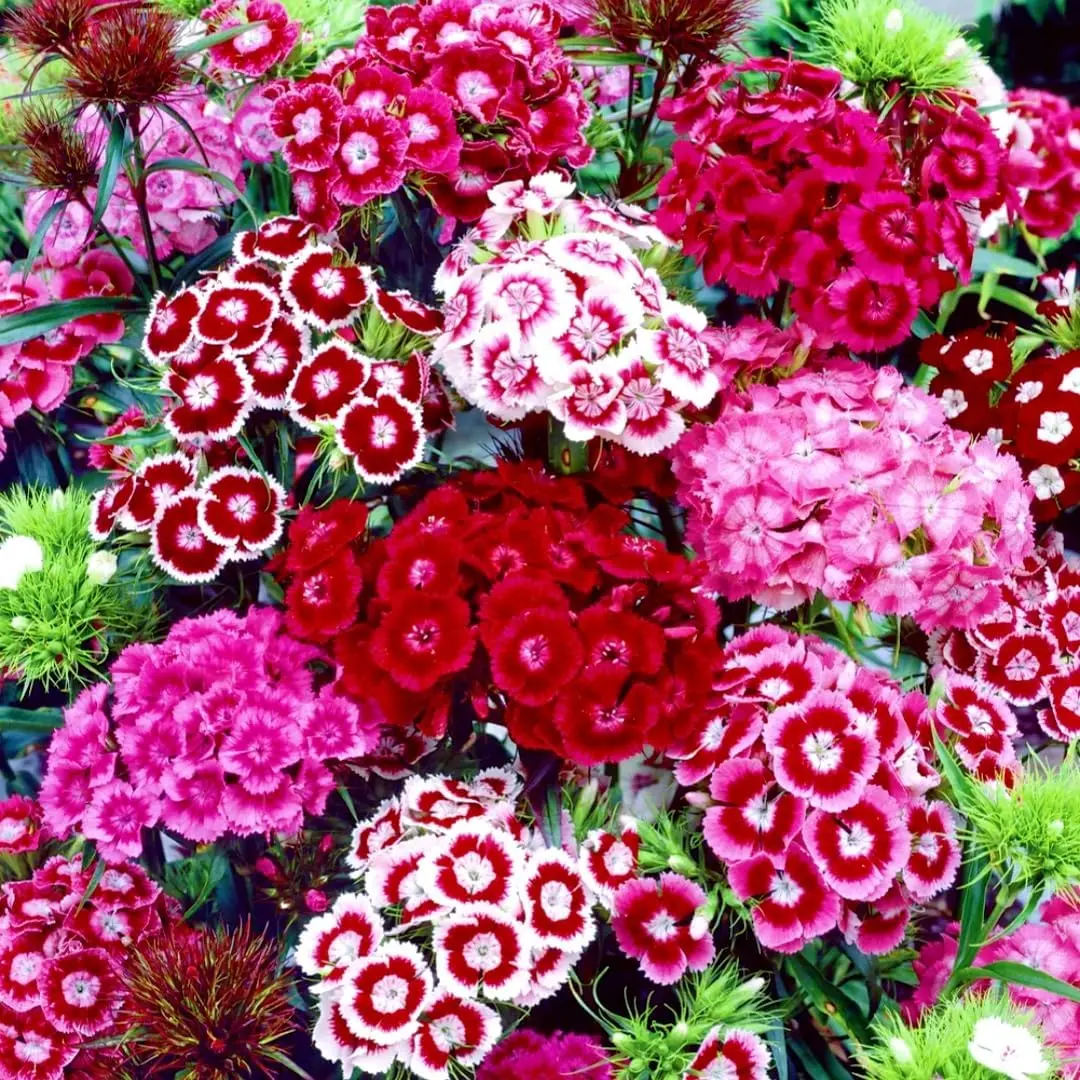 400 Pcs Dianthus Seeds Perennial Winter Hardy Wildflower Seeds w/Fragrant & Vibrant Blooms, Ideal for Pollinator Gardens