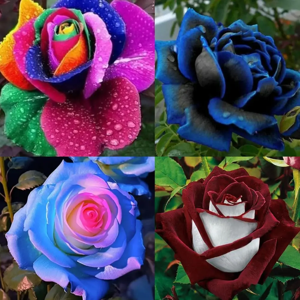 200 PCS Mixed Multicolored Rose Seeds, Create Colorful Rose Garden Home