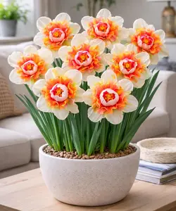Mixed Daffodils Seeds  for Fall Planting, Large Giant Narcissus Flowers, Easy-to-Grow Spring Blooms for Gardens, Borders & Outdoor Containers