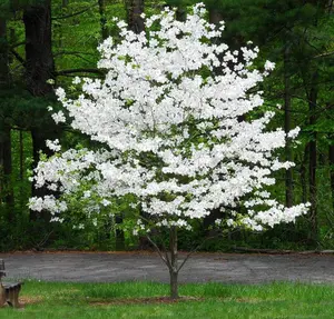 White Flowering Dogwood Tree - Live Plant - 10-16" Tall Seedling - Quart Pot - Cornus Florida - No Ship To AK, HI and P.R.
