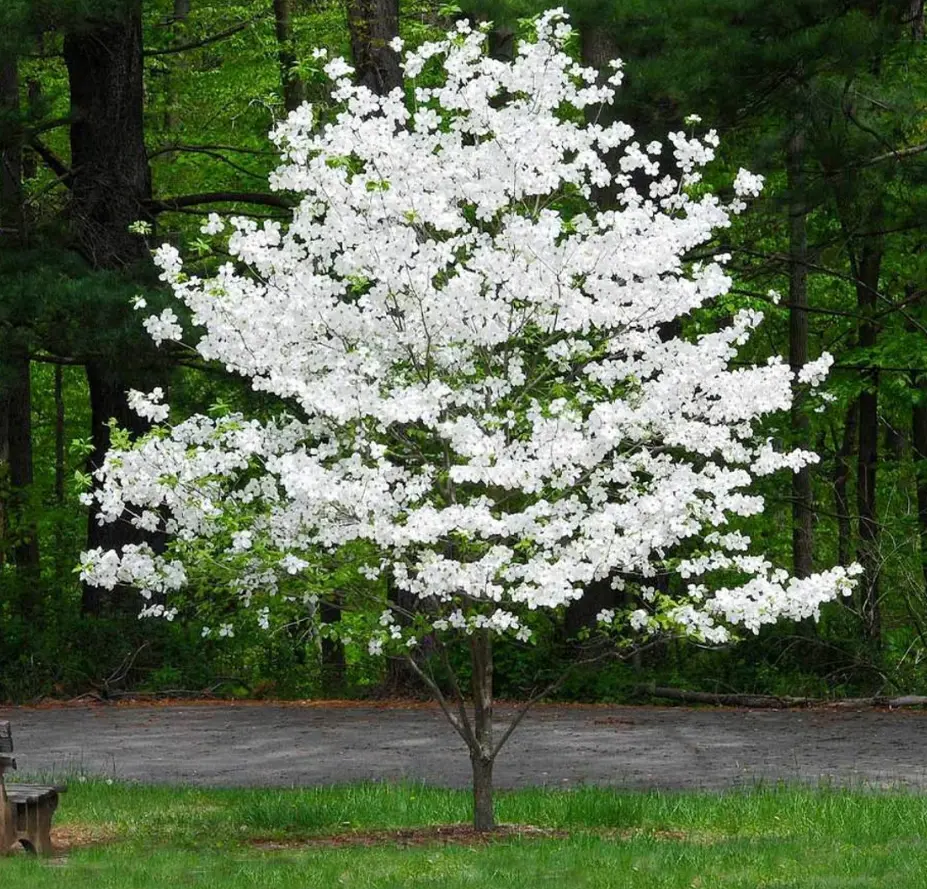 White Flowering Dogwood Tree - Live Plant - 10-16" Tall Seedling - Quart Pot - Cornus Florida - No Ship To AK, HI and P.R.
