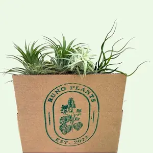 Air Plants Lovers Bundle Box - 4 Air Plants Included - Ideal for Beginners & Exciting Combinations