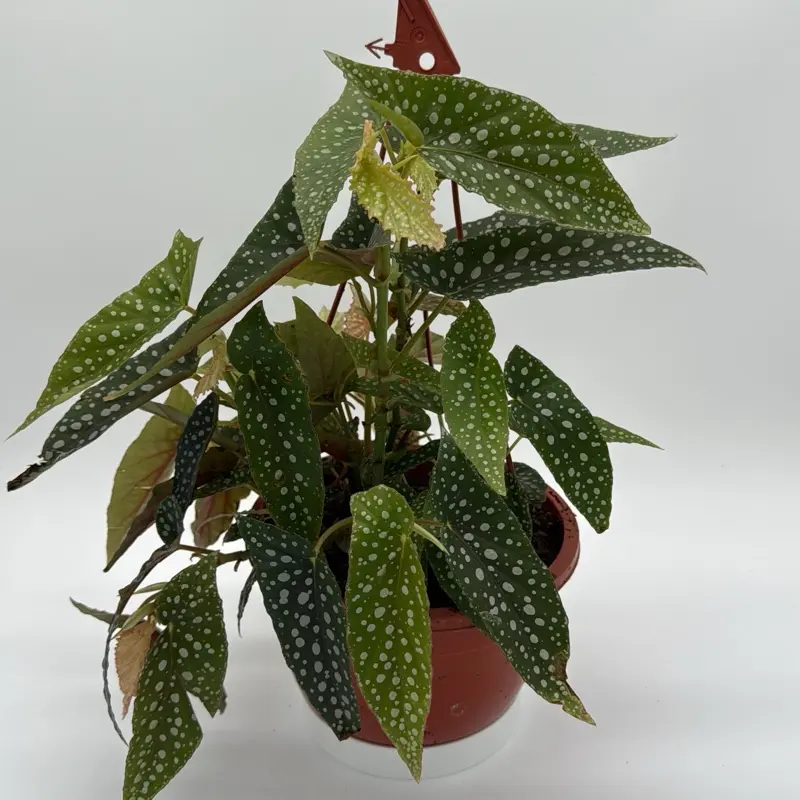 spider indoor plant Spider Plant  Liberty Landscape Supply