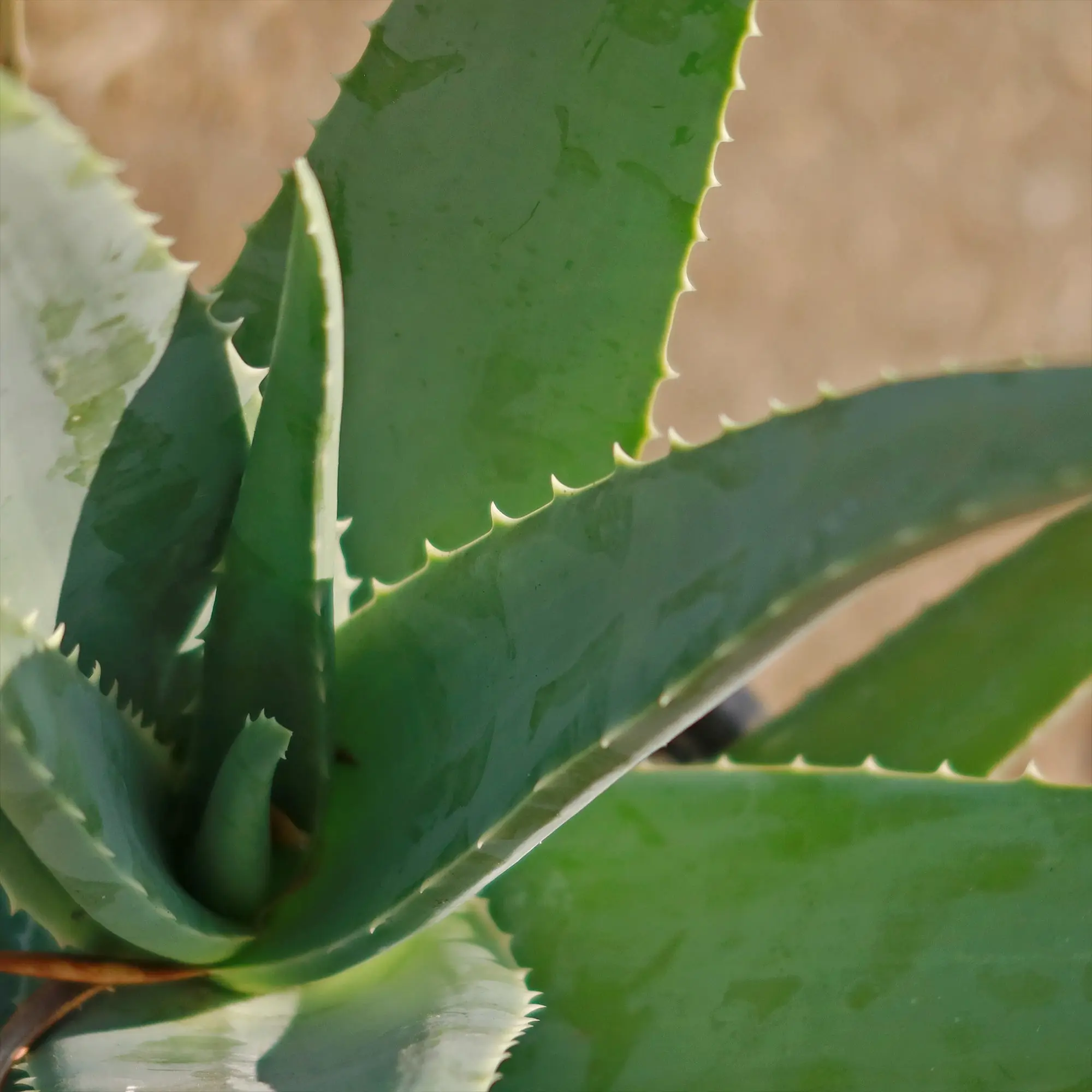 Aloe Vera - Aloe barbadensis 'miller' - TikTok Shop