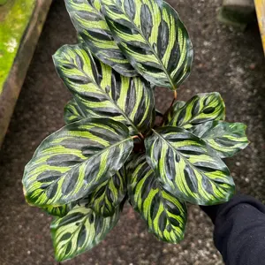 Calathea Peacock plant indoor house plant 6 in pot