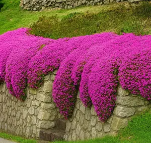 2000pcs Creeping Thyme Seeds for Planting Perennial Ground Cover Plants Heirloom Flowers Non-GMO Thymus Serpyllum Seed