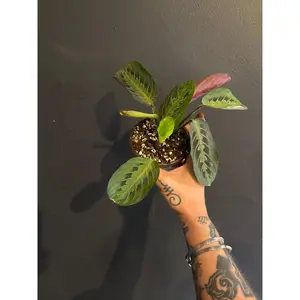 Maranta Red Prayer Plant - Indoor Houseplant for Home and Garden