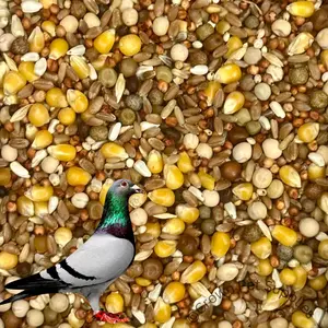 Pigeon Dove Seed Wild Bird Feed Food Birds in Zipper Bag Different Sizes 14.5% 5Lbs