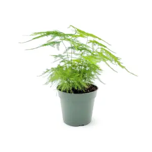 4”-Pot of Plumosa Fern, Asparagus plumosus nana, Foxtail Fern, Ming Fern, Lace Fern, Tree Fern – Houseplants, Foliage Plants, Bonsai Plants