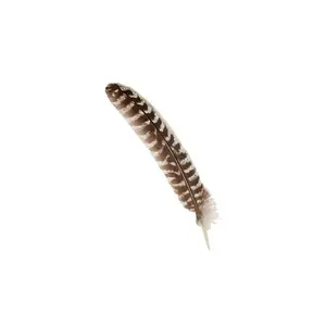 Barred Turkey Pointer Feather