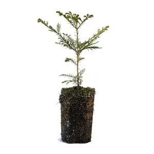 Coast Redwood | XL Tree Seedling