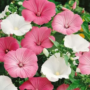1000 Seeds Mix Annual Lavatera Rose Mallow Flower