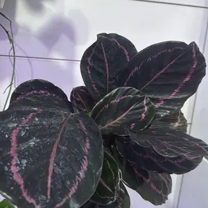 Calathea Dottie