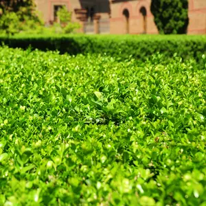 Wintergreen Boxwood Shrub