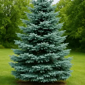 100 Blue Spruce Seeds for Planting | Colorado Blue Spruce, Picea pungens glauca | Attractive Trees fro Privacy or Landscaping