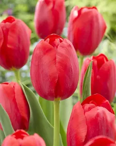 RED Impression, Pure Bright RED Perennial Tulip Bulbs, RED Flowers