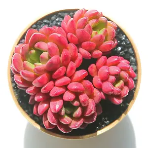 2 Inch Live Echeveria Pink Ruby Succulent, Beautiful Rosette Indoor Plant (4PC)