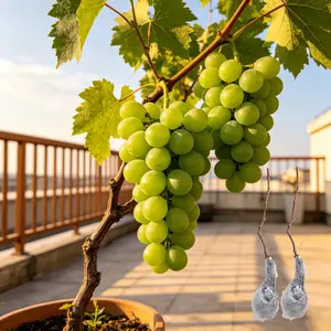 Shine Muscat Grape Vine Starter Plant, Live Grape Seedling for Home Garden, Potted Fruit Vine for Outdoor Growing