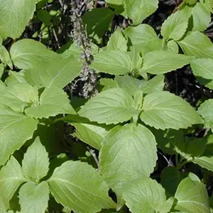 Clove Scented Basil Organic Seeds (Ocimum gratissimum) – Unique, spicy clove aroma and flavor; ideal for teas, pestos, and pollinator gardens.
