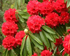 10 SEEDS RARE RHODODENDRON ARBOREUM  exotic tree flowering seed