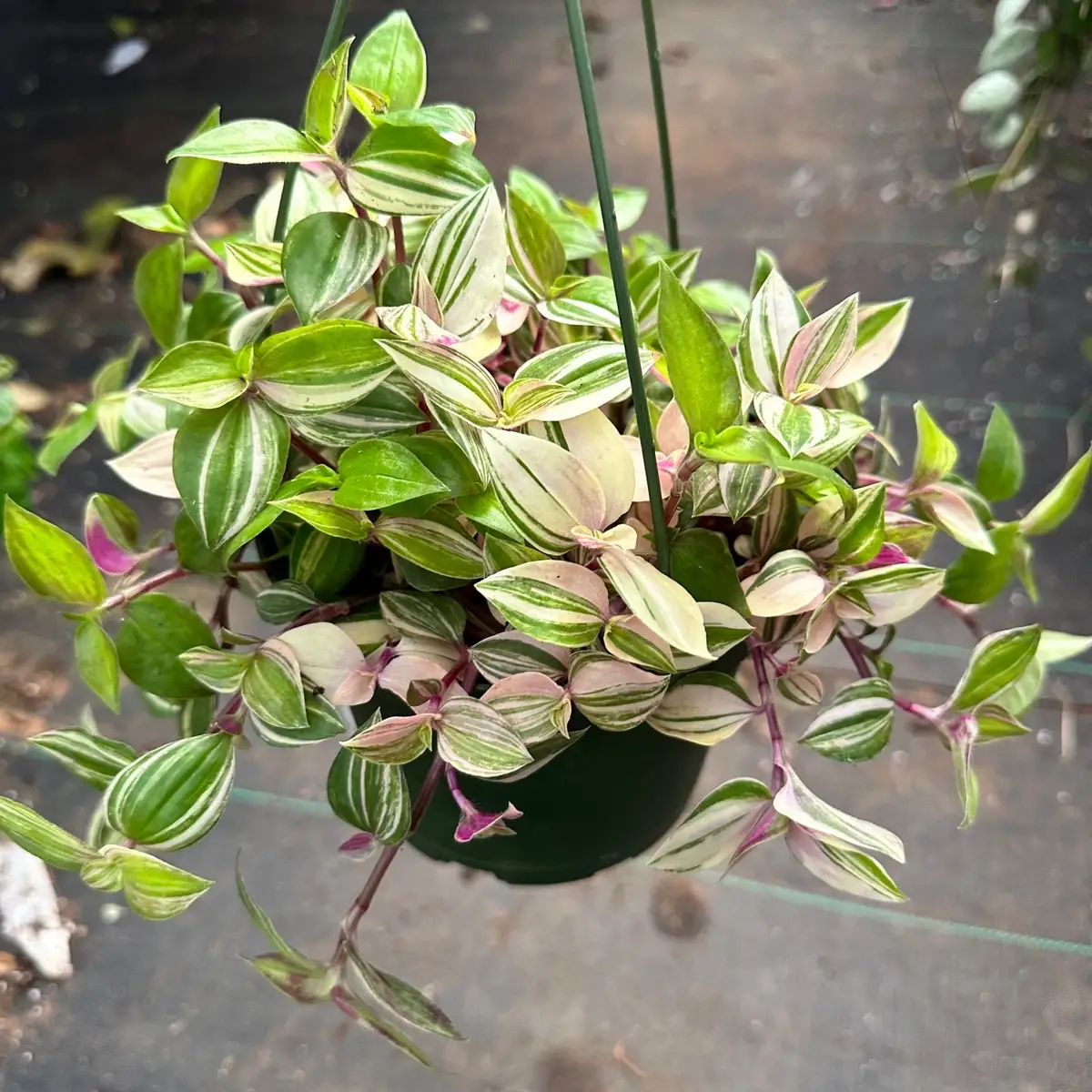 Tradescantia tricolor plant 6 in pot indoor houseplant