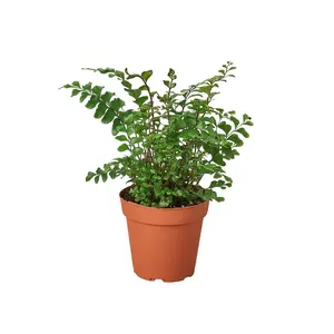 Mahogany Fern