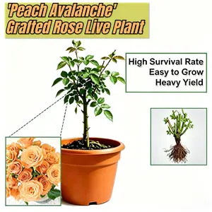 Peach blossom ski "grafted rose" potted plant - hardy and heat-resistant, easy to grow in containers or gardens