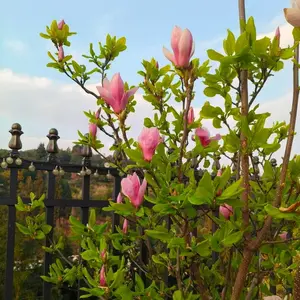 Pink Magnolia Saplings Solid Flowers 1 Plant Scented Floral Plant Ideal for Gardens and Courtyards Enhance Your Outdoor Space with Fragrant Blooms