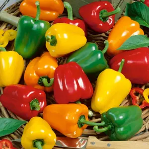 Bell Pepper Seeds  - Packet of 100  pcs Seeds