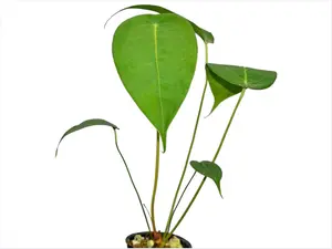 Anthurium peltigerum (seedling)