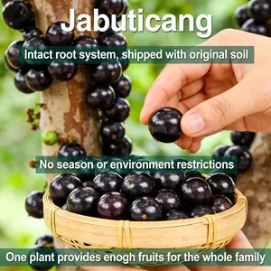 (WL#FF) Jaboticaba Tree Live Plant Brazilian Grape Tree Seedling for Outdoor Garden Patio Container Growing
