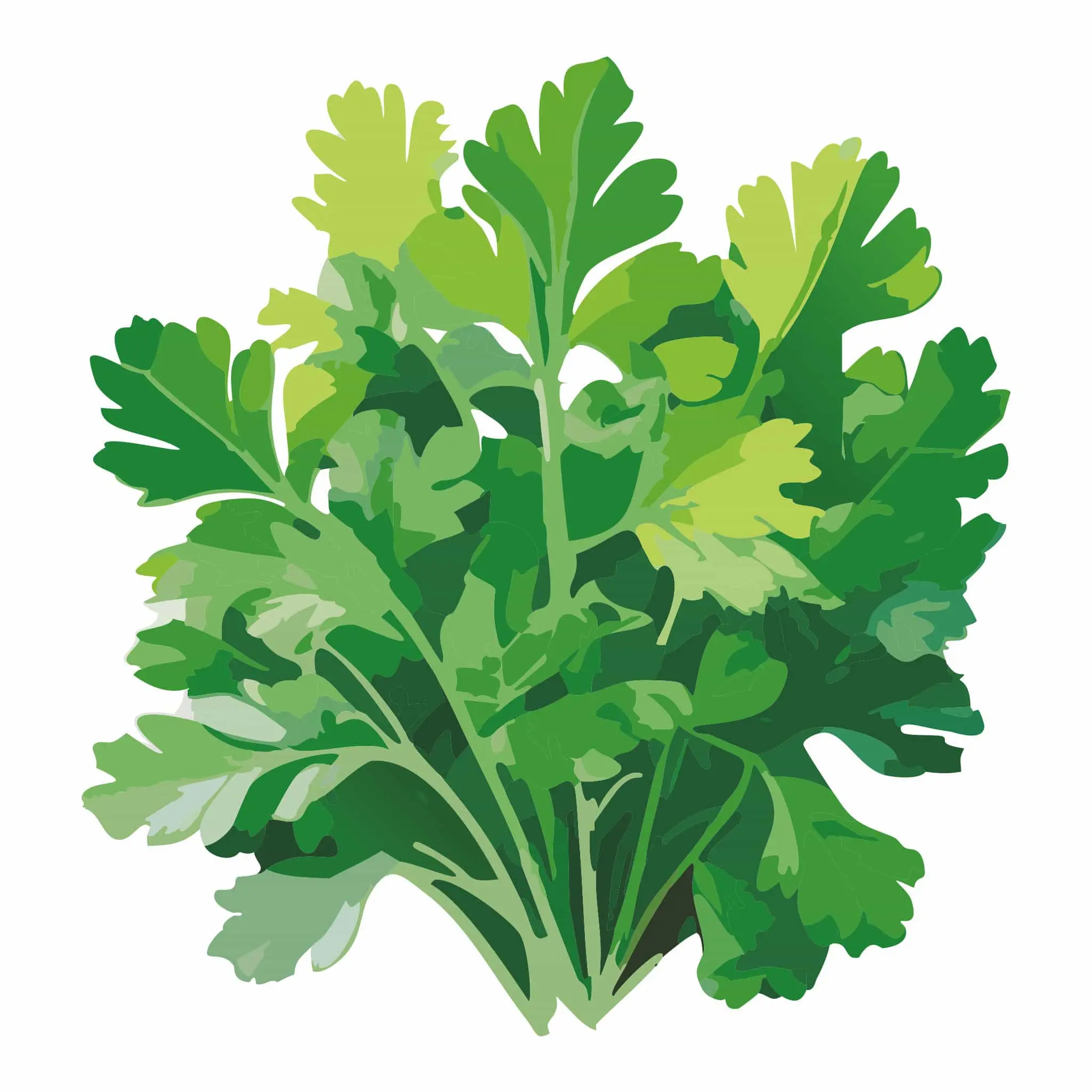 Italian Giant Organic Parsley Heirloom Seeds, Garden Flower & Plant Seeds for Home Gardening