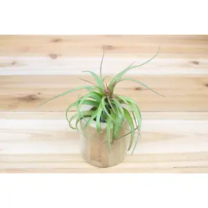 Large Driftwood Container with Large Assorted Tillandsia Air Plant