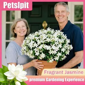 Aromatic Evergreen Non-GMO Climbing Silver Jasmine Seeds - 50 Plants  Great for Garden & Balcony Sprucing
