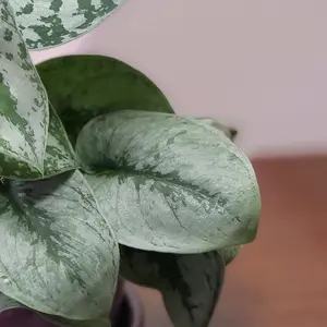 Scindapsus Silver Satin Exotica