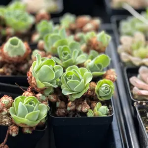 Aeonium Greenovia Mountain Rose small cluster - April Farm/Rare Succulent