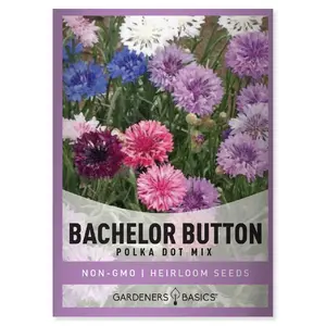 Dwarf Cornflower (Bachelor Button) Polka Dot Mix Seeds