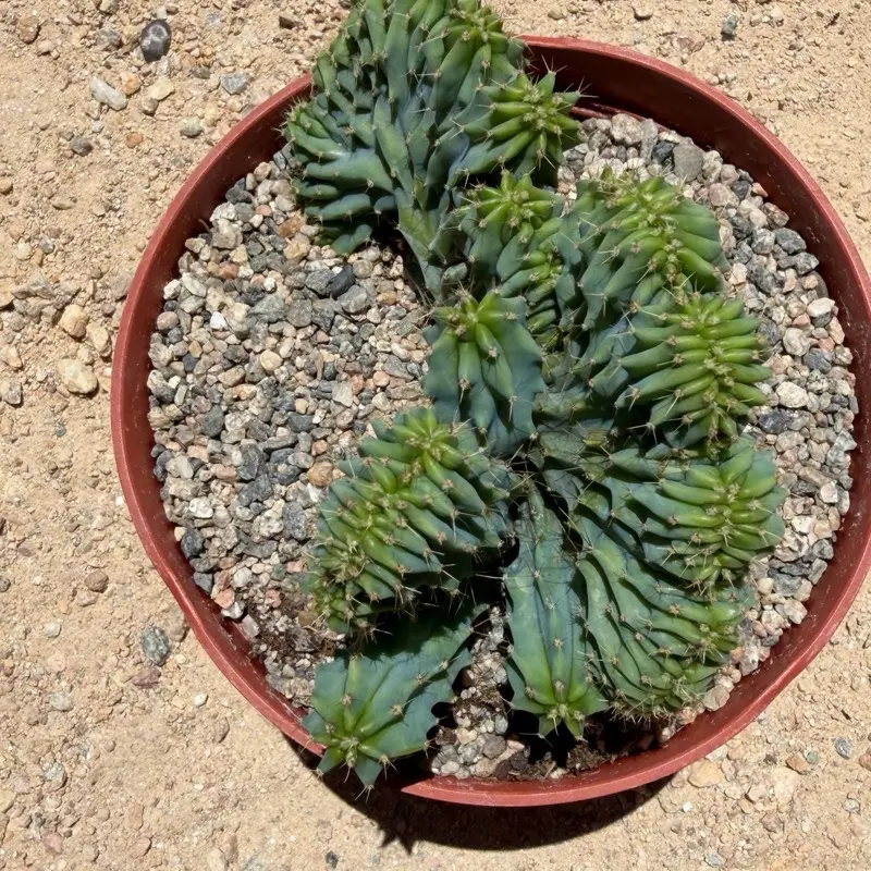 Myrtillocactus geometrizans crested
