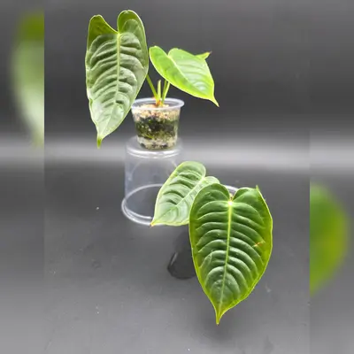 bonsai seerose Flowering Serissa Snow Rose Bonsai Tree main image 1