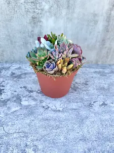 Pixie Paradise - Live 6” Succulent Arrangement - Ships Free!