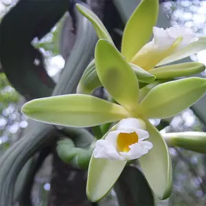 New Fresh Vanilla planifolia Plant Seeds