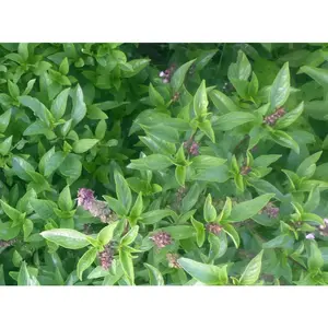 Sweet Thai Basil Seeds