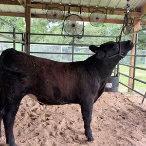 Little Bungee 2 ft Training Device for Cattle - Quick Release Included