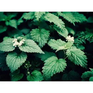 Nettle Honey Sticks
