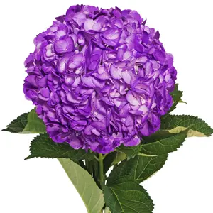 Purple Painted Hydrangeas
