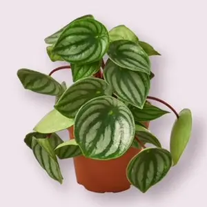 Watermelon Peperomia Houseplant (Peperomia argyreia)