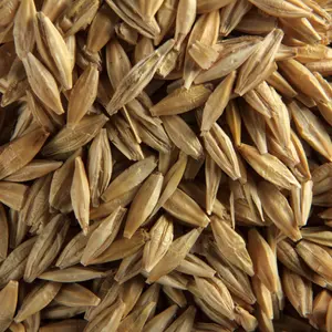Atlantic Barley Seed Certified (Hordeum vulgare) High-yield certified barley ideal for cover crops, forage, or grain. Adaptable to cool climates with fast growth and soil improvement.