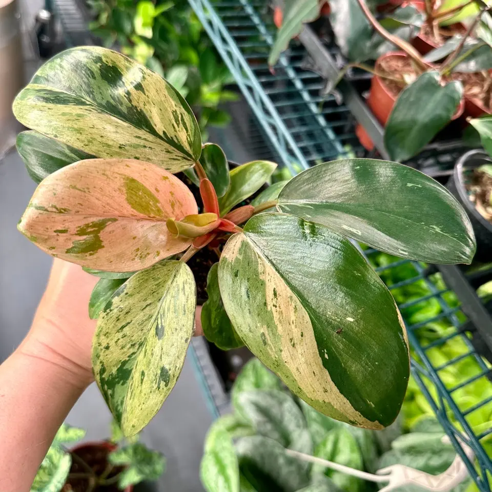 Philodendron Congo Marble Mint - 4” pot