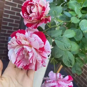 Multi-Color Rose Seeds, Double Petal Rose